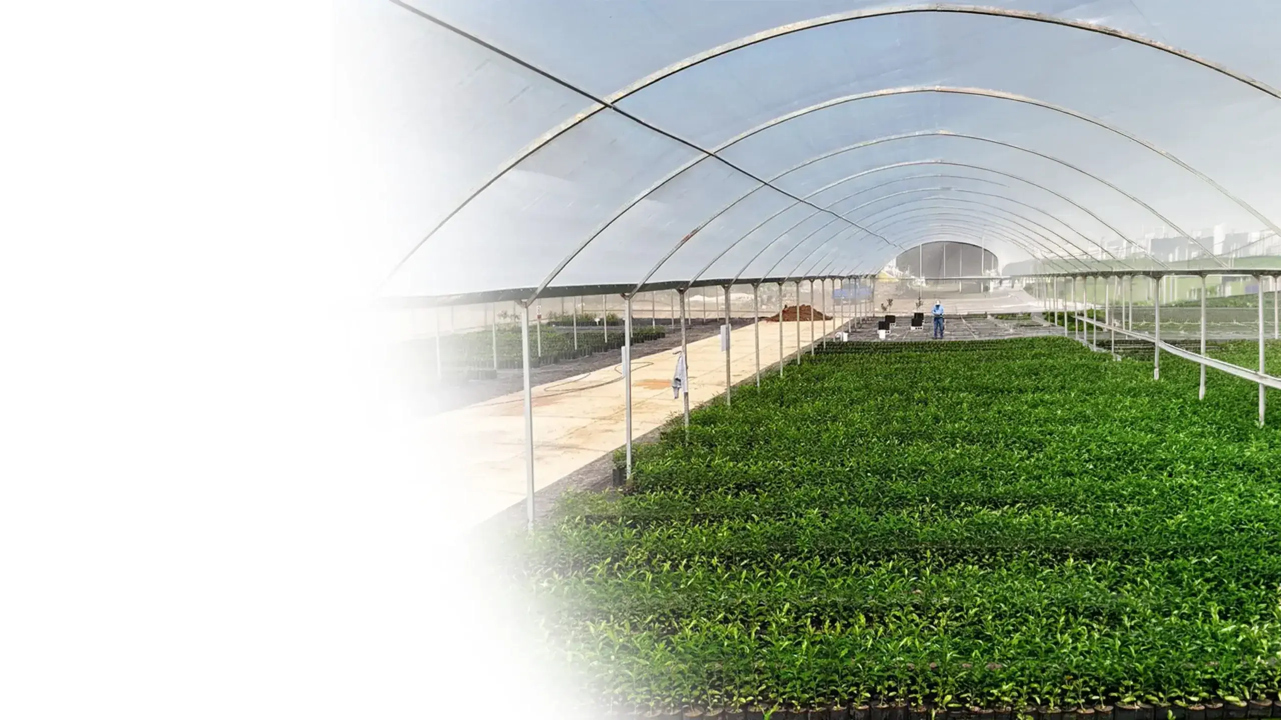 Viveros de SiCar Farms con plantaciones bajo invernadero